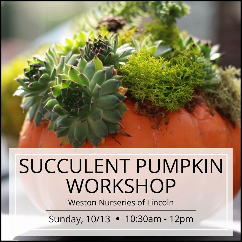 Succulent Pumpkin Workshop - Lincoln