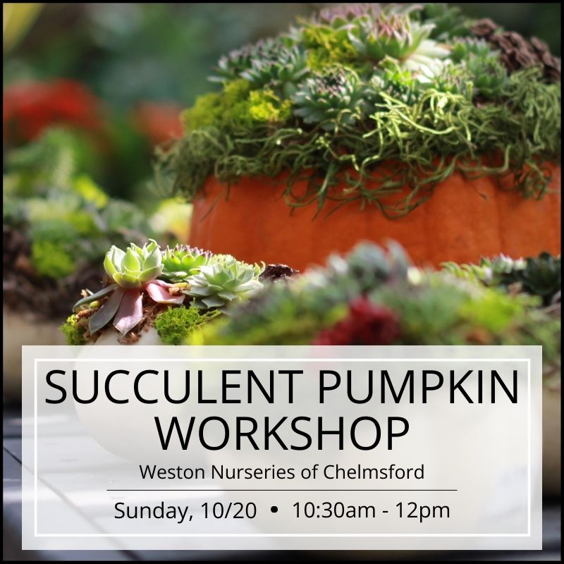 Succulent Pumpkin Workshop - Chelmsford