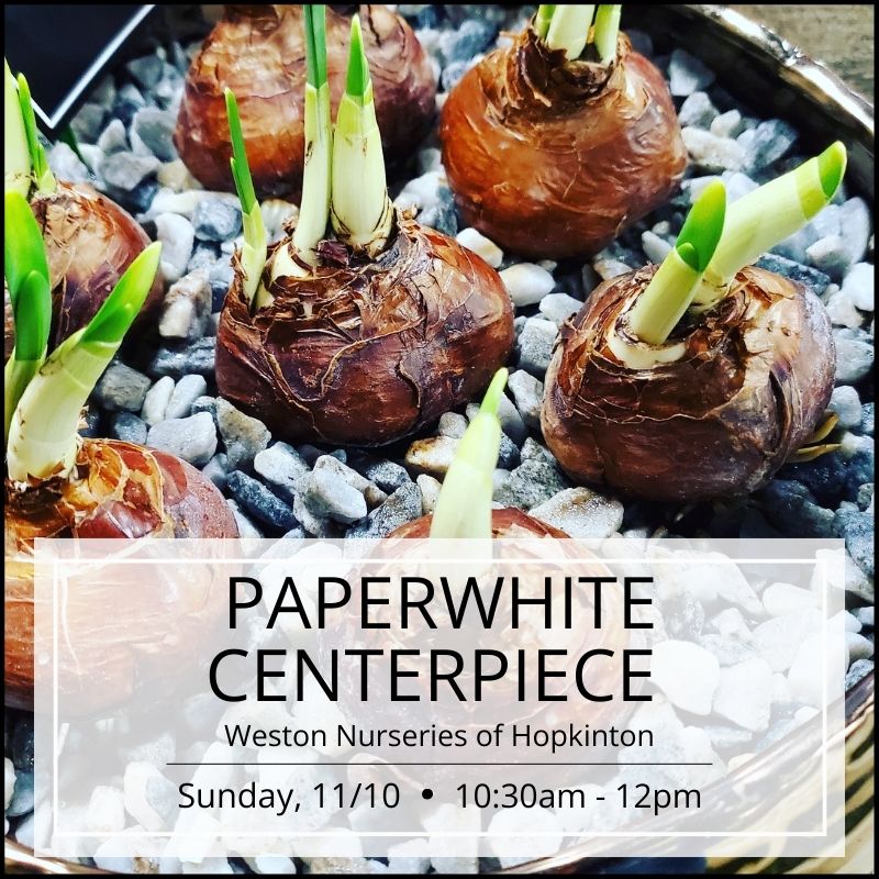 Paperwhite Centerpiece Workshop - Hopkinton