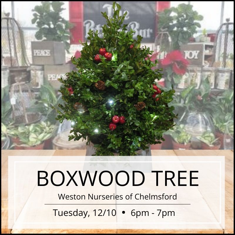 Boxwood Tree Workshop - Chelmsford