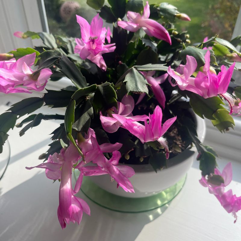 Christmas Cactus