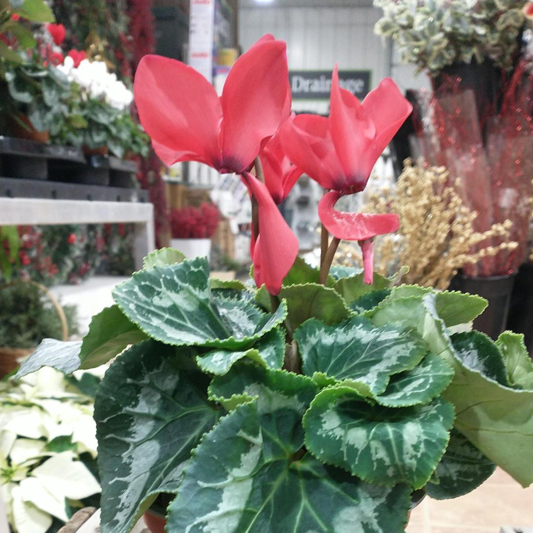 Cyclamen