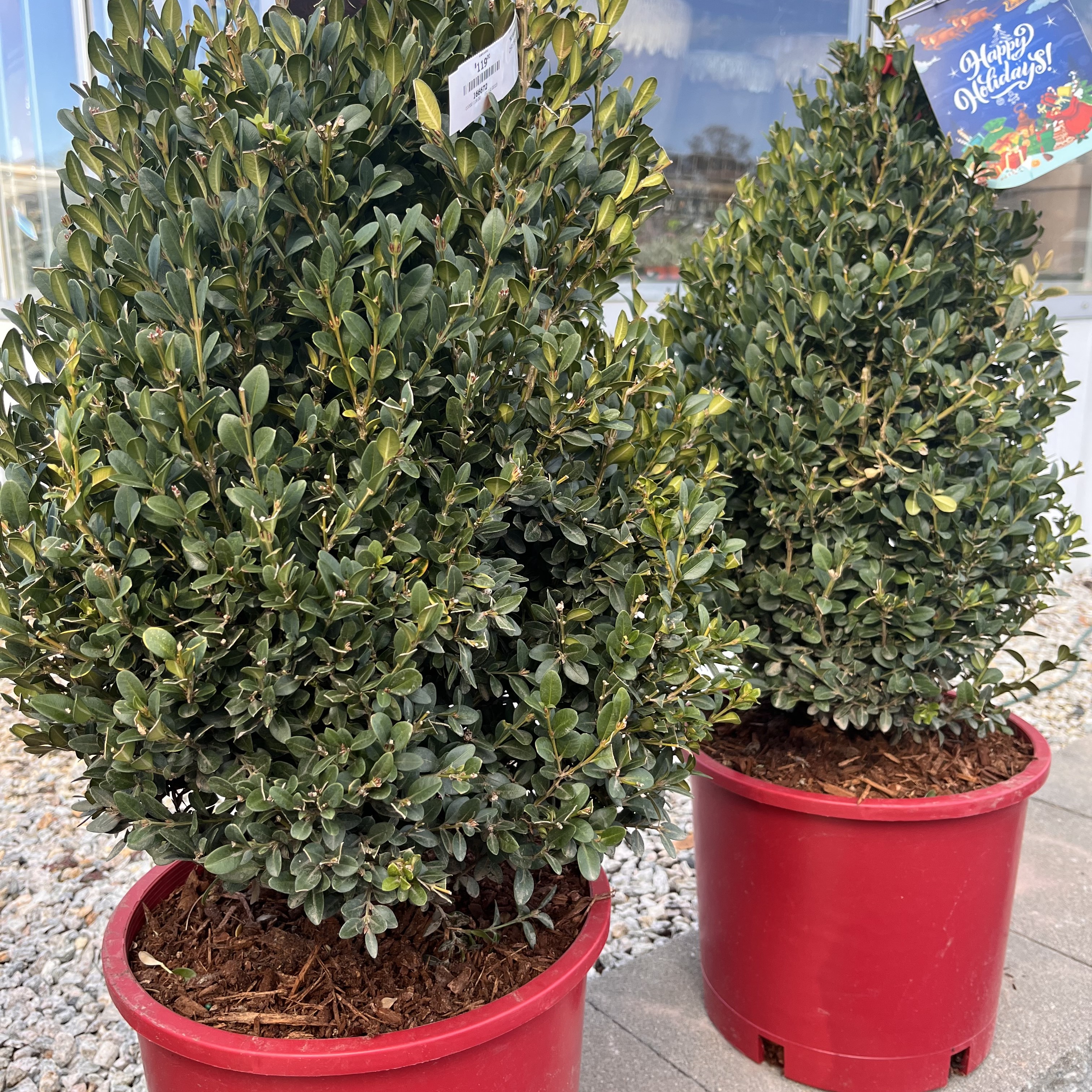 Green Mountain Boxwood - 7 Gallon Pot