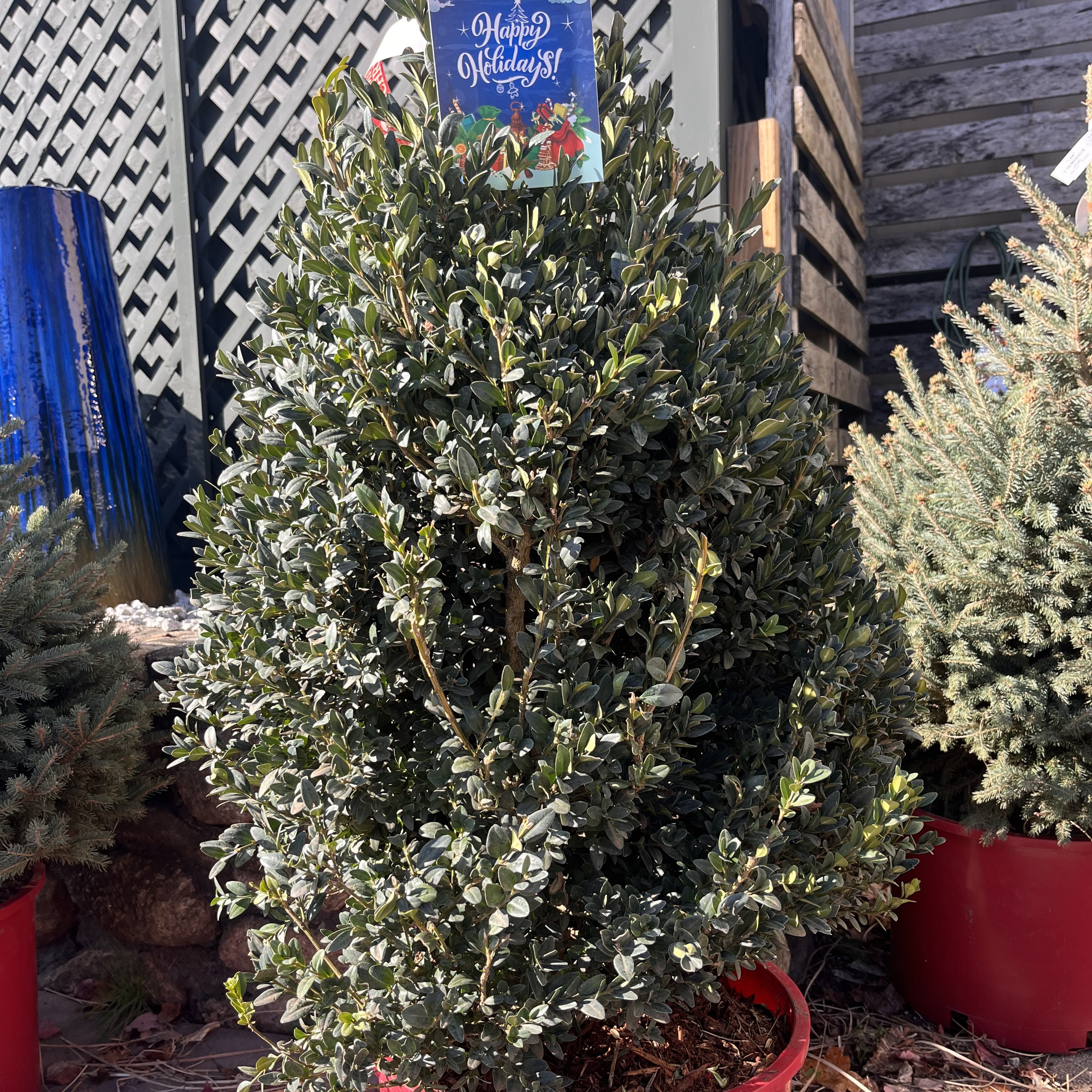Newport Blue Boxwood - 7 Gallon Pot
