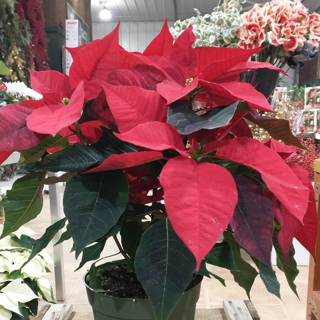 Poinsettia