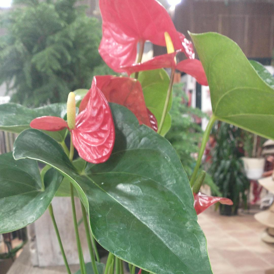 Anthurium