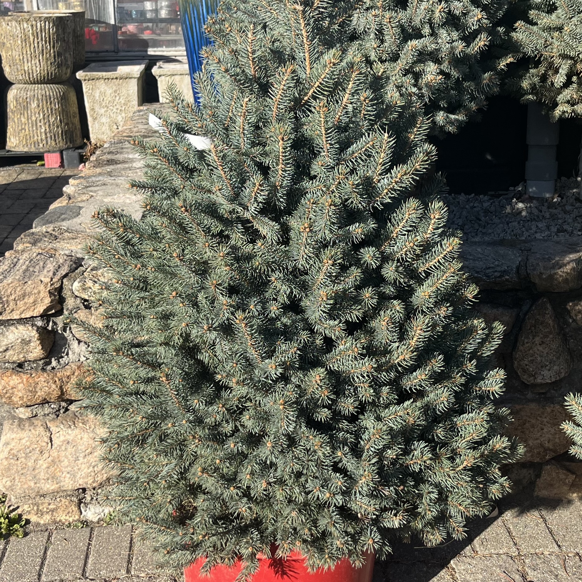 Blue Is Cool Spruce - 3'