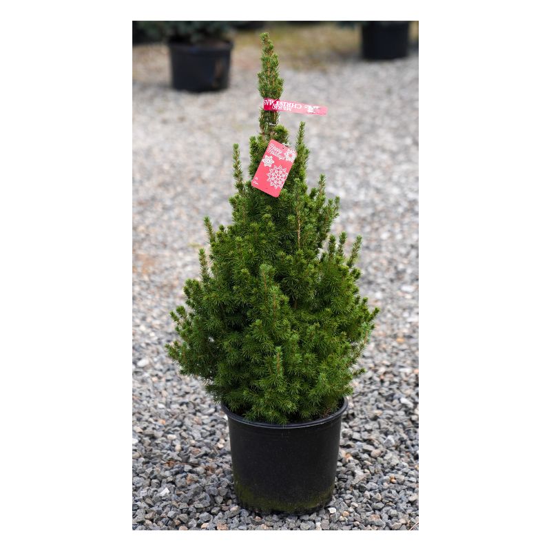 Dwarf Alberta Spruce - 3 Gallon