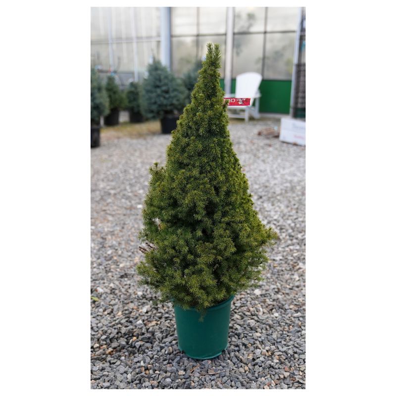 Dwarf Alberta Spruce - 2 Gallon