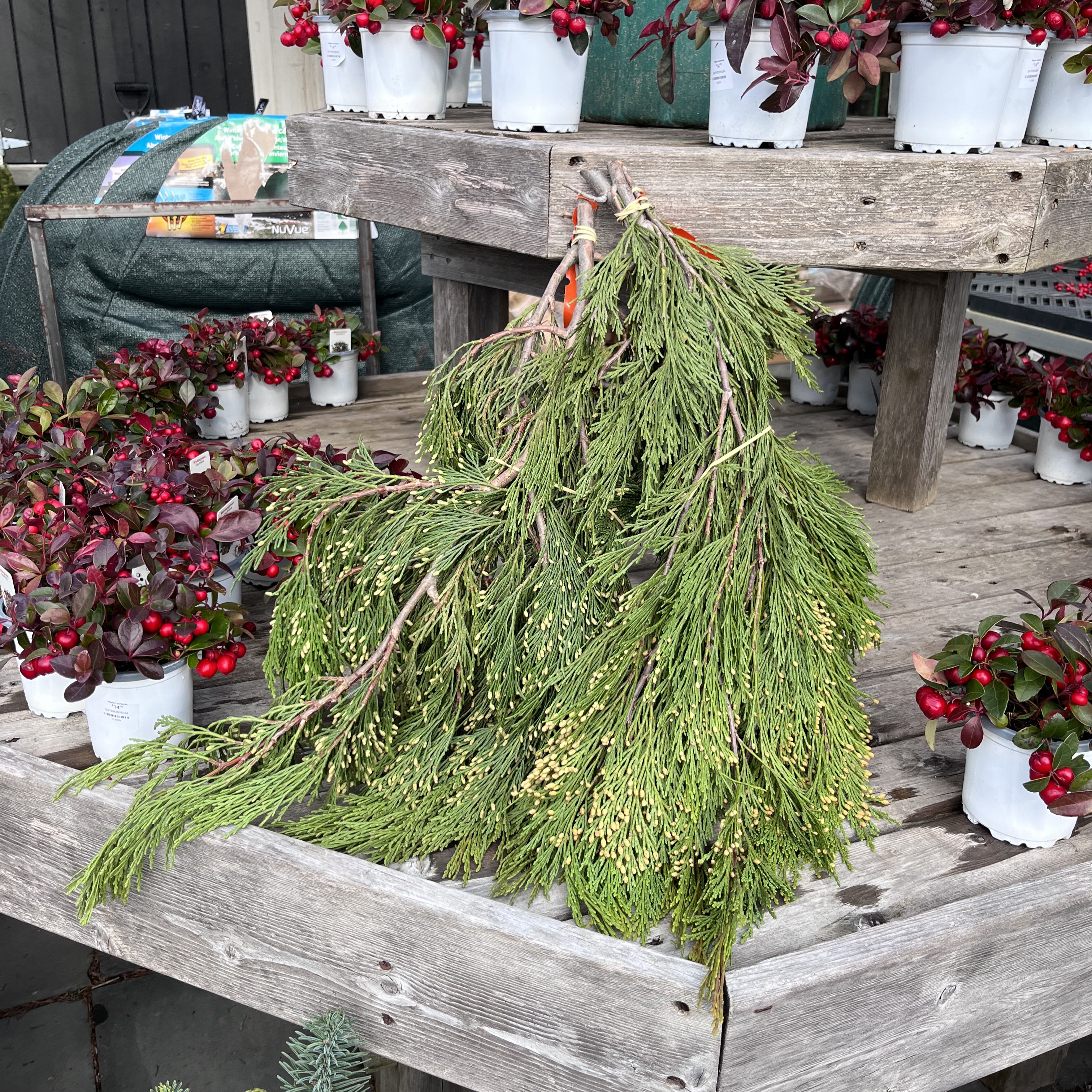 Incense Cedar Bunch