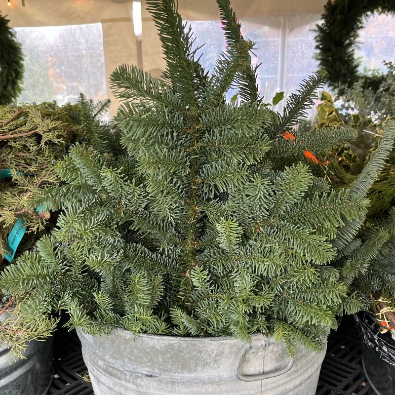 Noble Fir Bunch