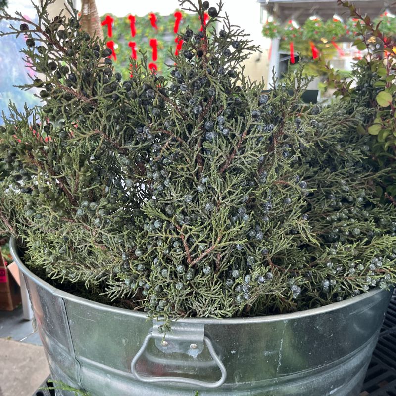 Berried Juniper Bunch