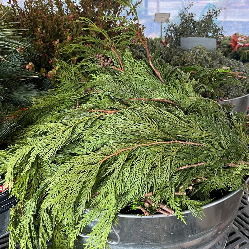 Western Red Cedar Bunch