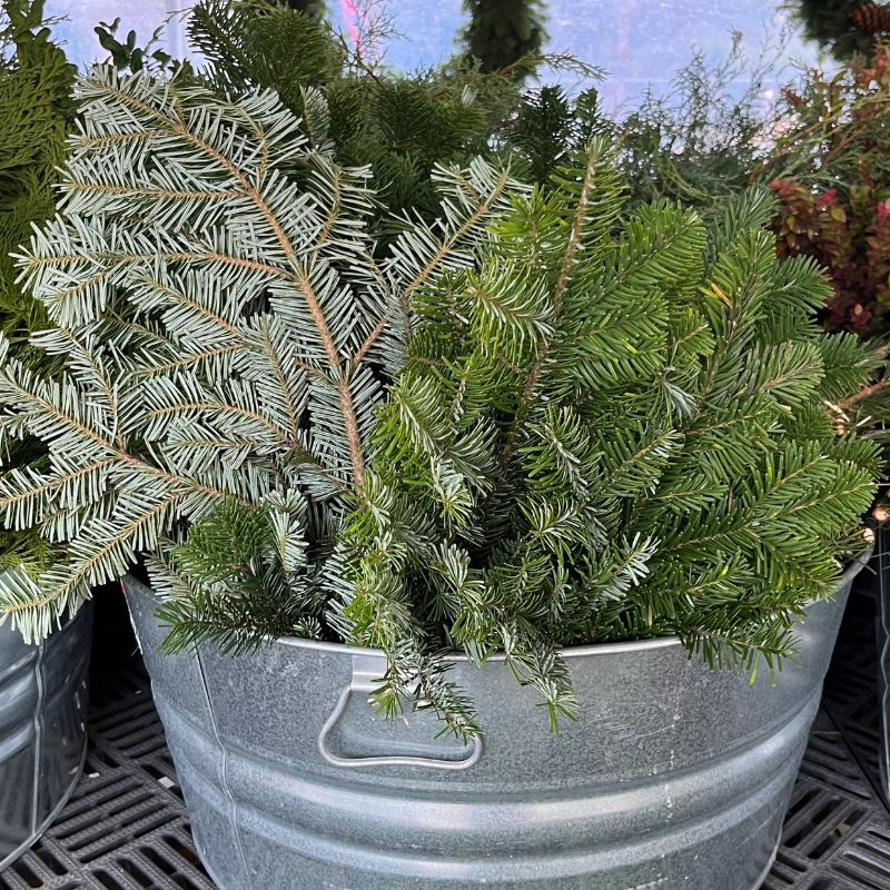 Silver Fir Bunch