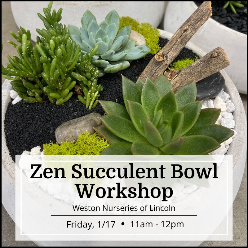 Zen Succulent Bowl Workshop