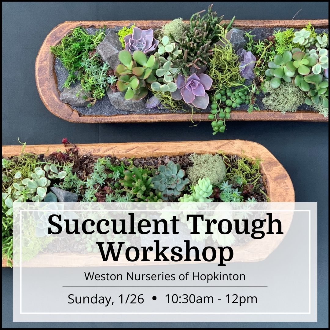 Succulent Trough Workshop