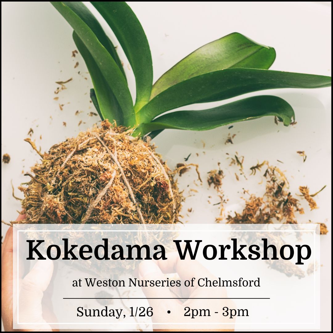 Kokedama Workshop