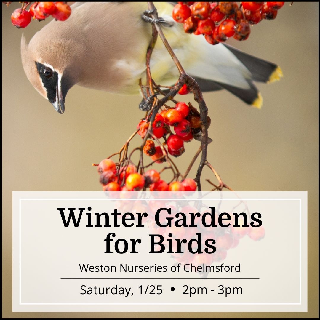 Free Seminar - Winter Gardens for Birds