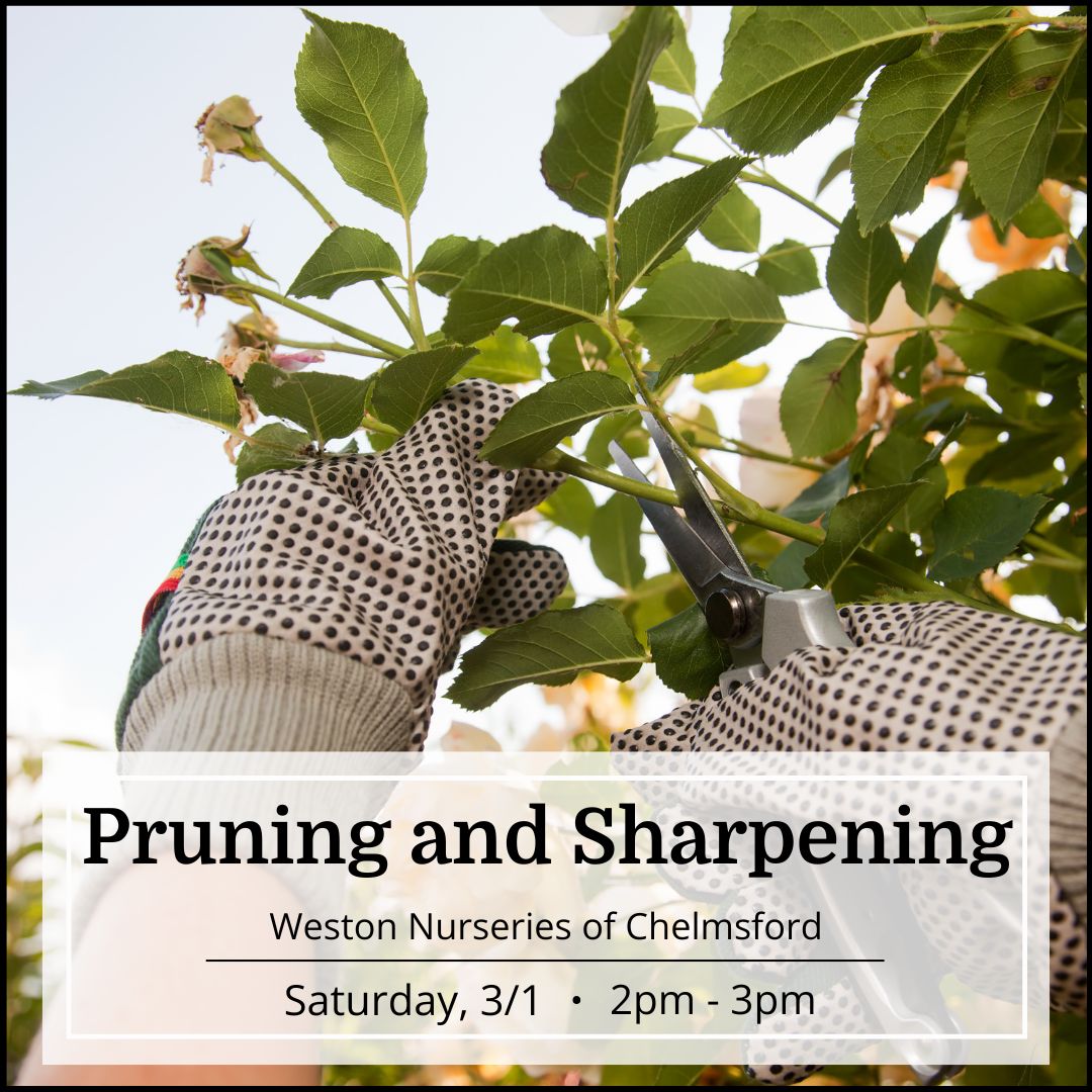 Free Seminar - Pruning and Sharpening