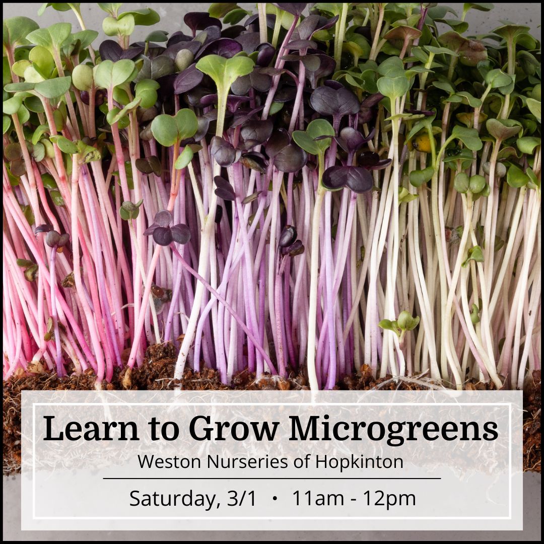 Learn to Grow Microgreens