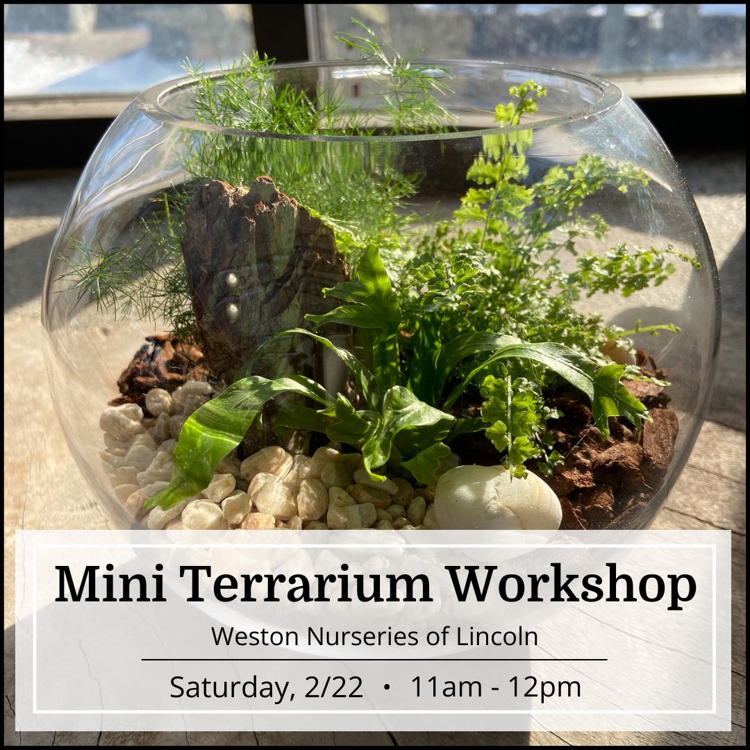 Mini Terrarium Workshop