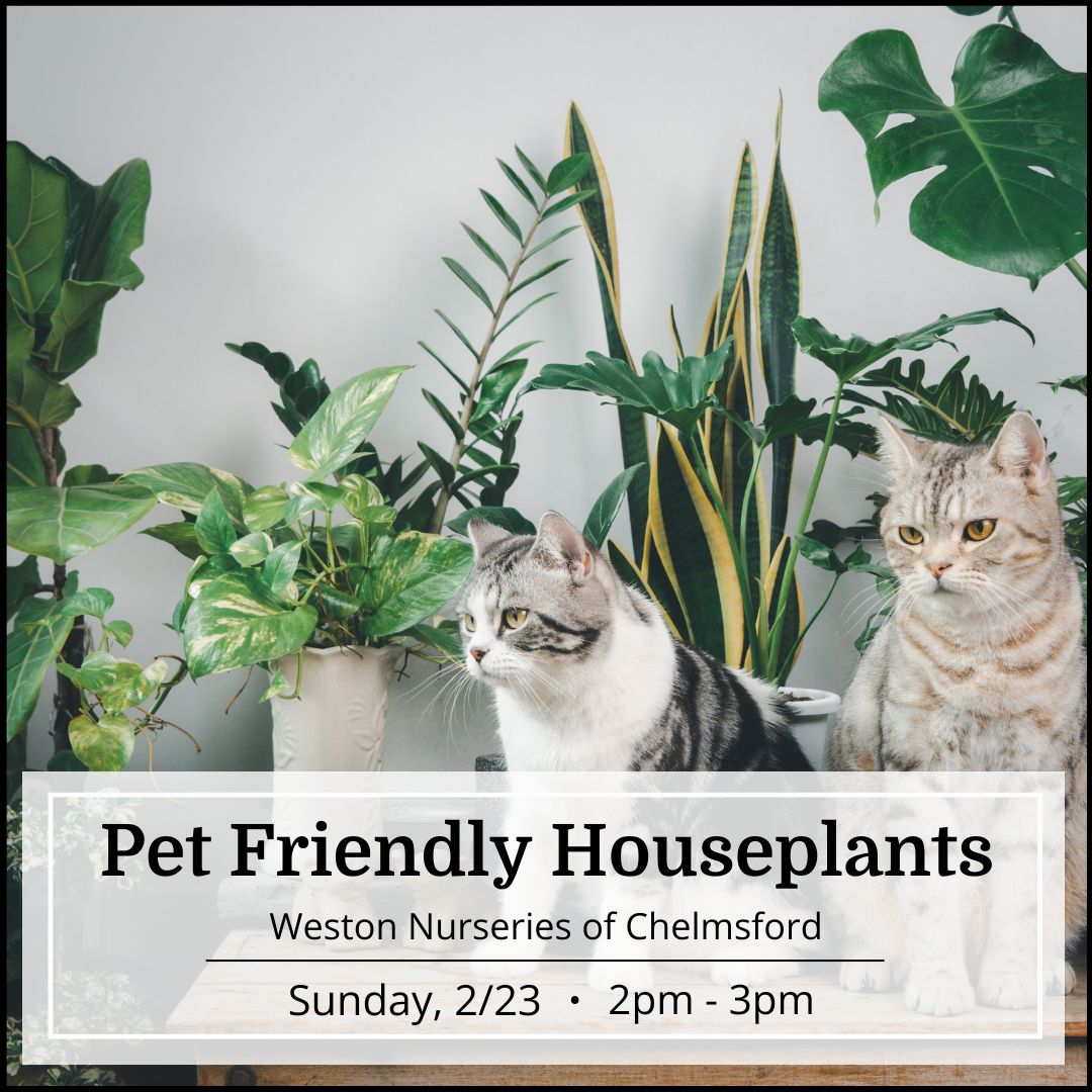 Free Seminar - Pet Friendly Houseplants