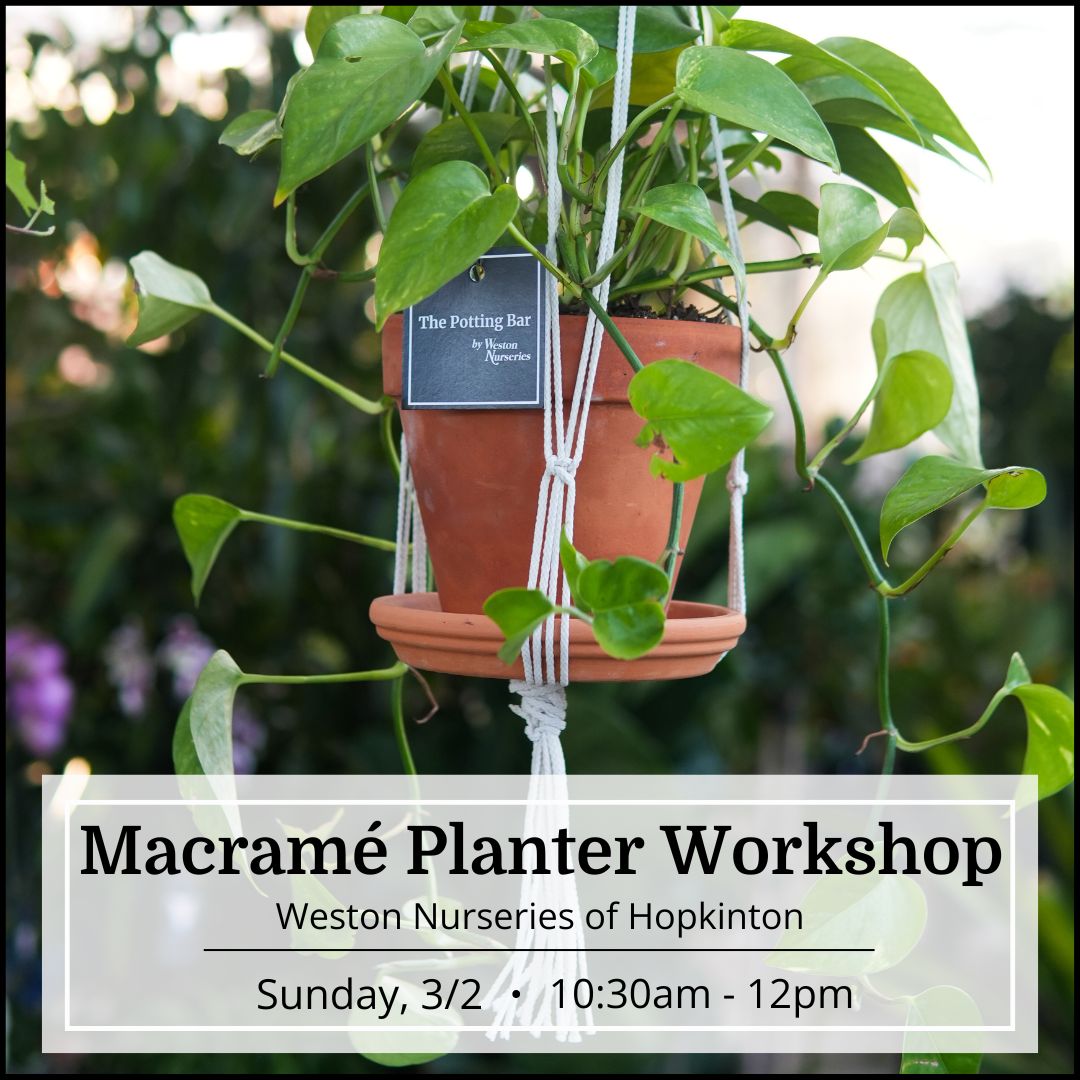 Macramé Planter Workshop