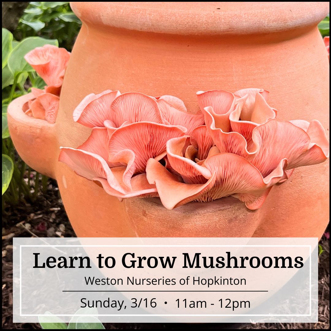 Learn to Grow Mushrooms