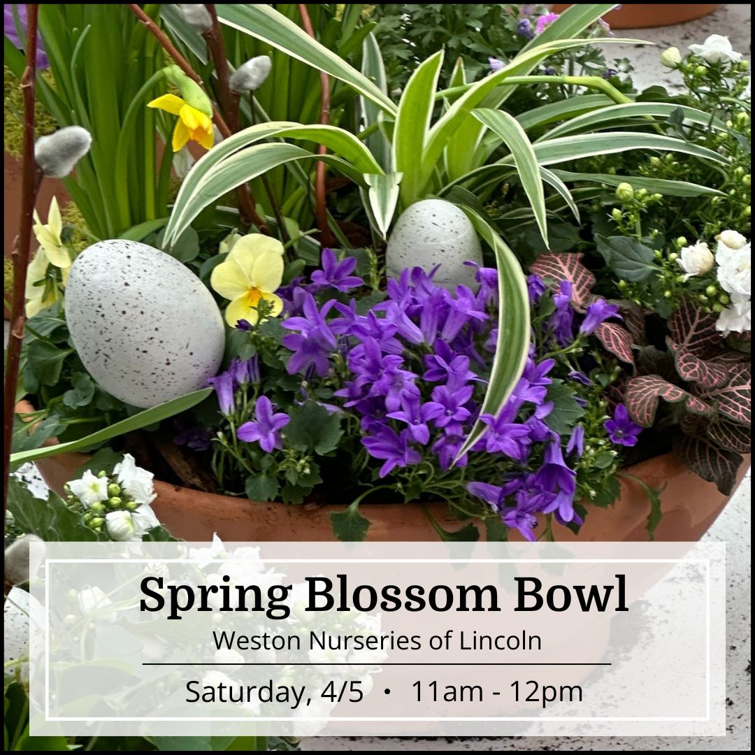 Spring Blossom Bowl Workshop