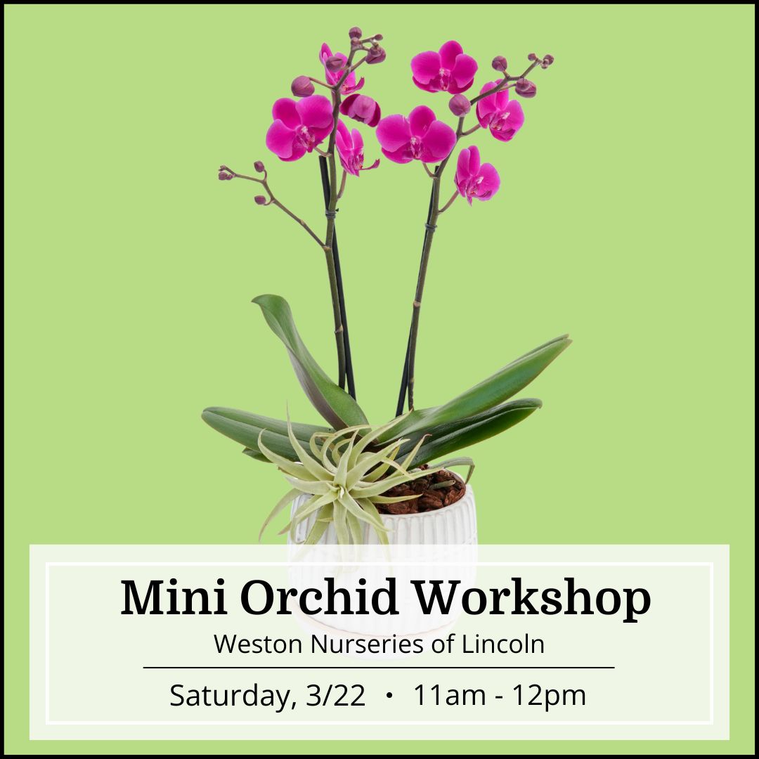 Mini Orchid Workshop