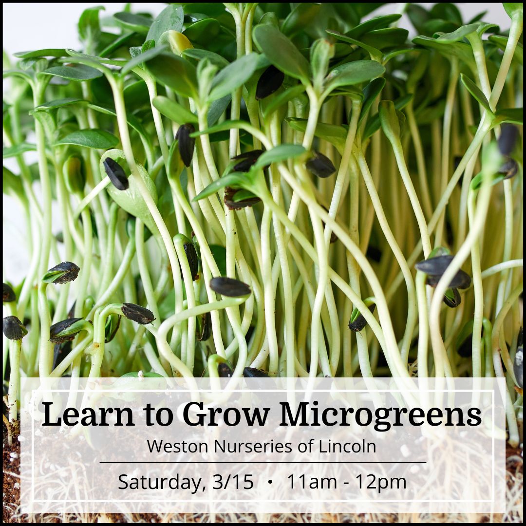 Learn to Grow Microgreens