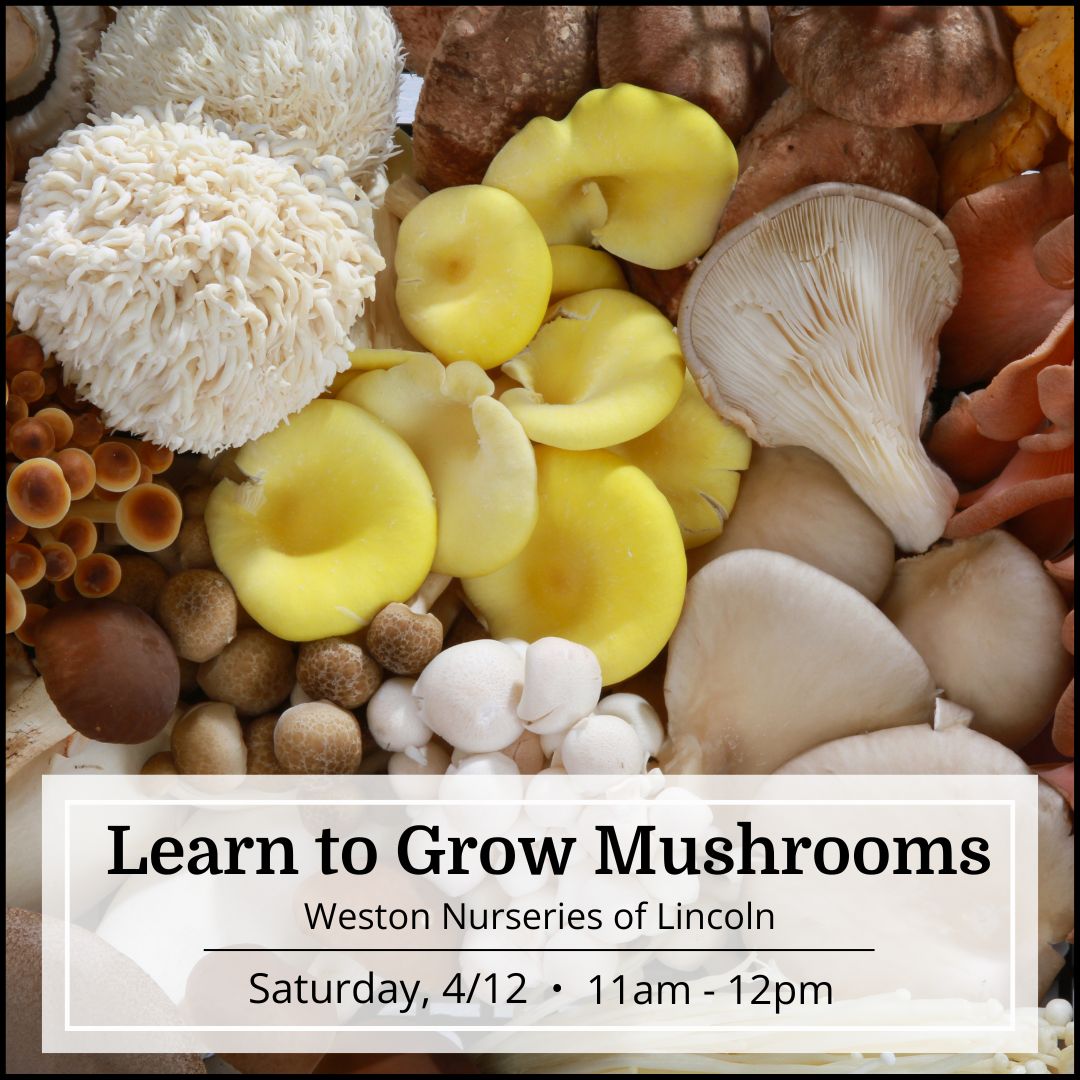 Learn to Grow Mushrooms