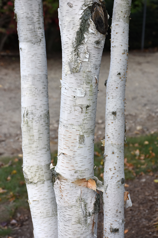 Whitebark Himalayan Birch