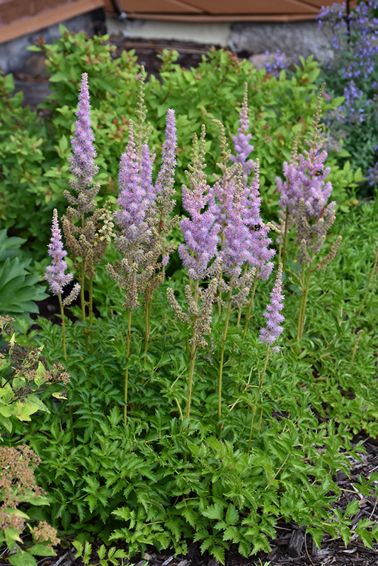 Dwarf Chinese Astilbe