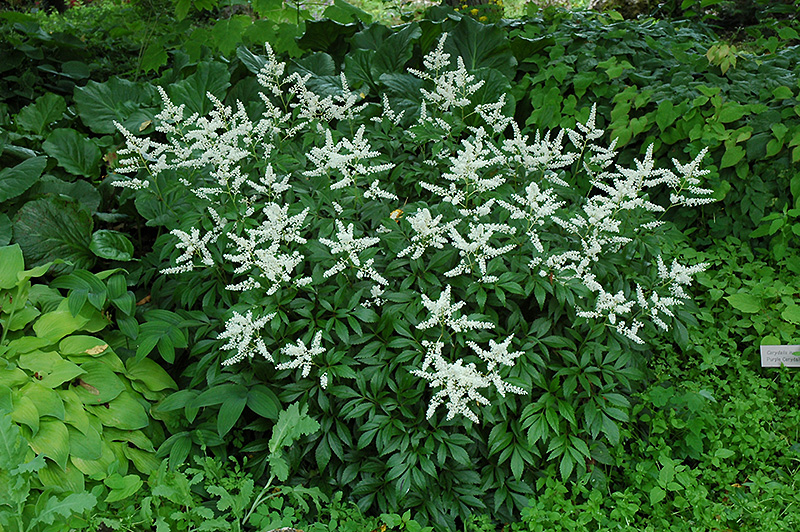 Bridal Veil Astilbe