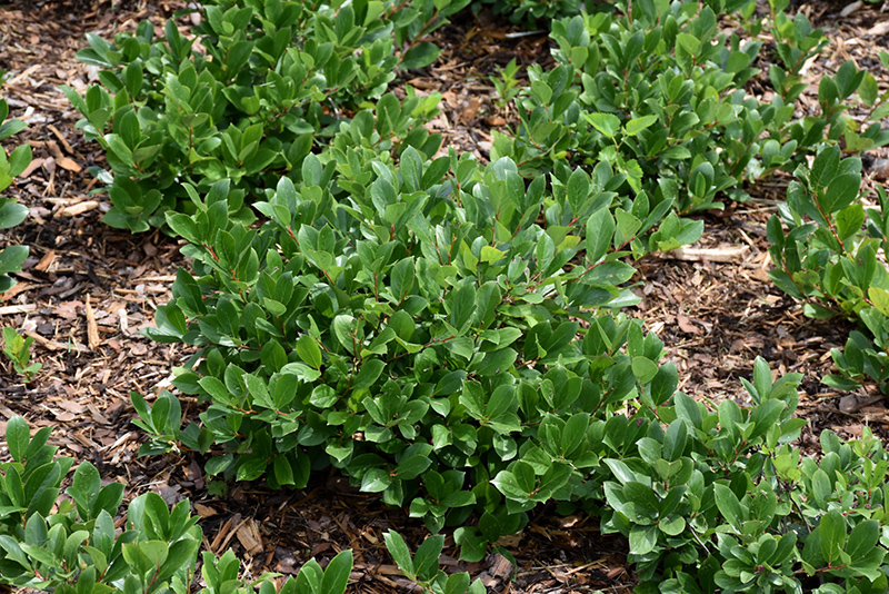 Low Scape Hedger&reg; Aronia