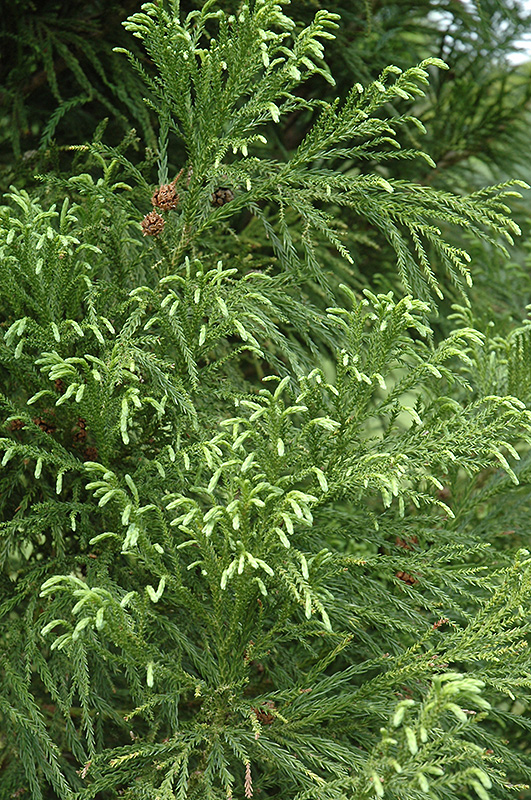 Yoshino Japanese Cedar