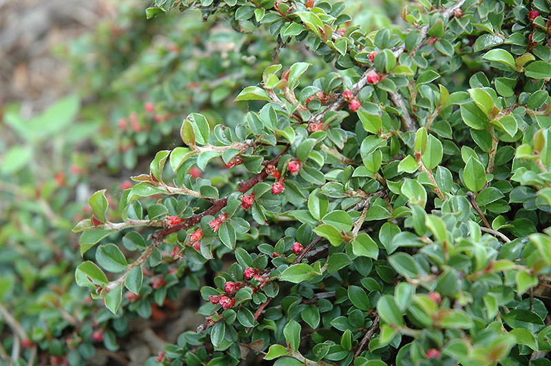 Little Gem Cotoneaster