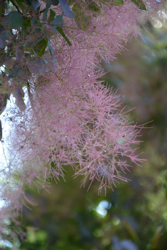 Royal Purple Smokebush