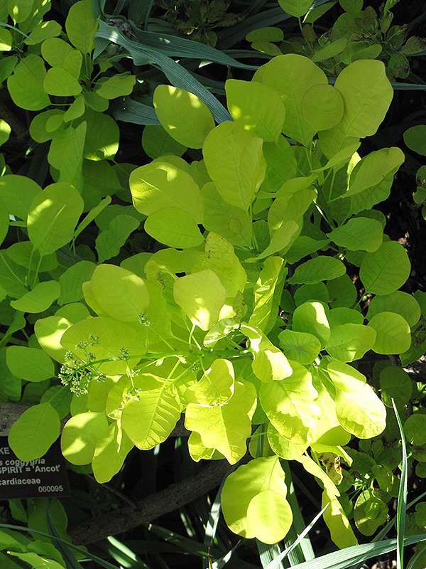 Golden Spirit Smokebush