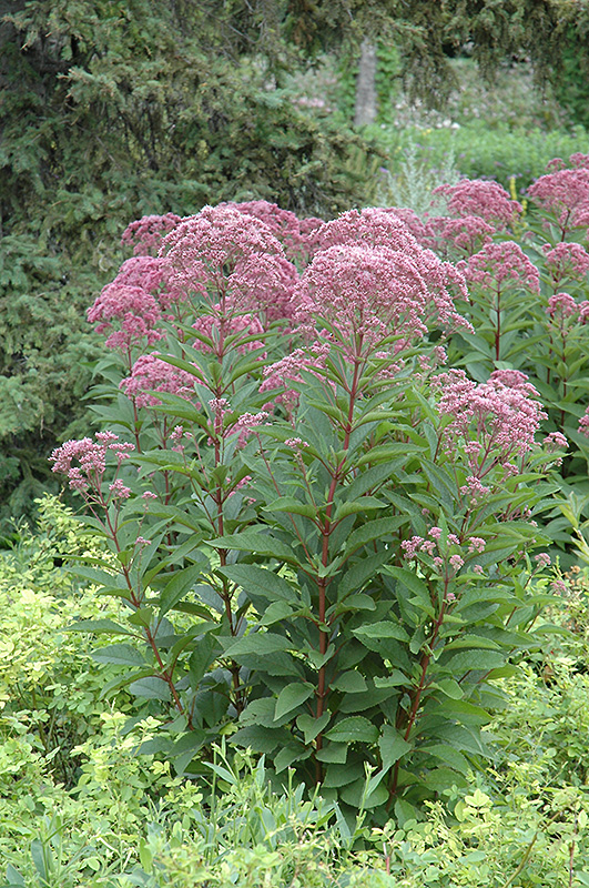 Joe Pye Weed