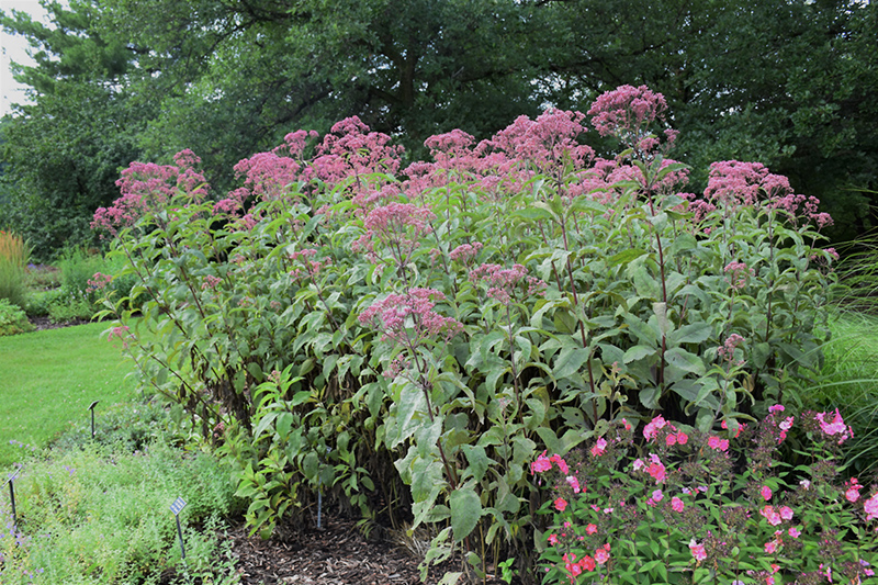 Gateway Joe Pye Weed