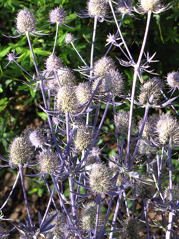 Jade Frost Variegated Sea Holly