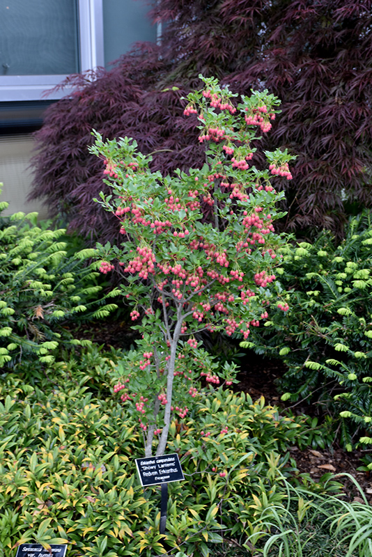 Showy Lanterns Enkianthus