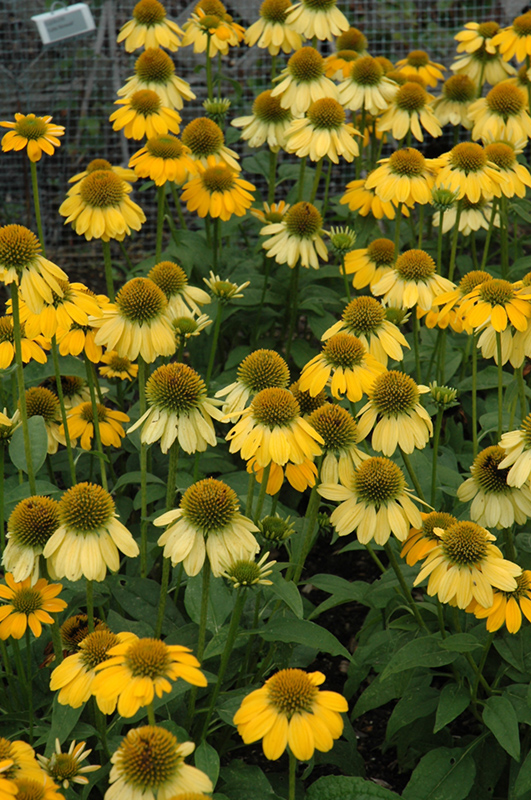 Sombrero&reg; Lemon Yellow Coneflower