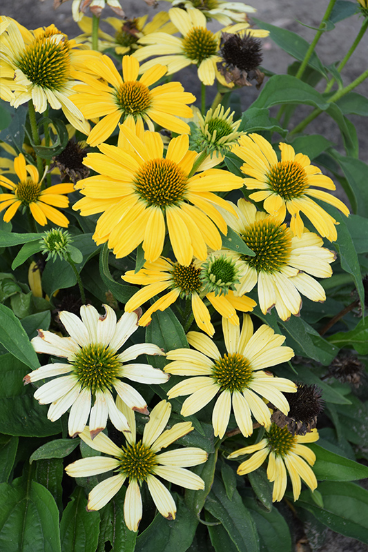 Color Coded&trade; Yellow My Darling Coneflower