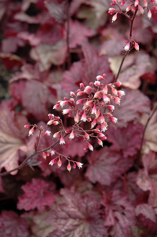 Berry Smoothie Coral Bells