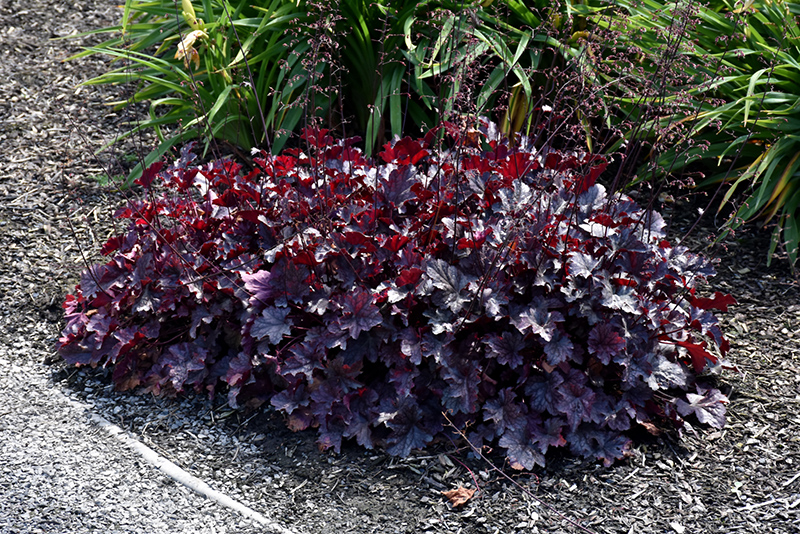 Plum Pudding Coral Bells