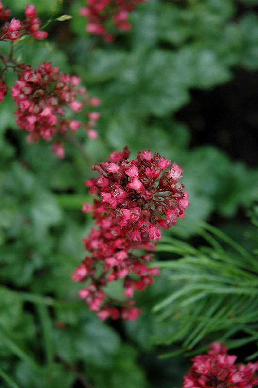 Paris Coral Bells