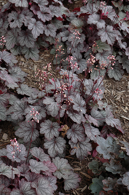 Carnival Rose Granita Coral Bells